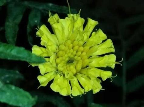 Bunga dandelion biasanya memiliki diameter 2 hingga 5 cm dan seluruhnya terdiri dari sinar kuntum. Menakjubkan 27+ Gambar Bunga Dandelion Cantik - Gambar ...