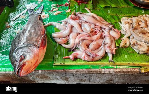 Local Fish Market With Fresh Water And Sea Fishes On Sale At Kolkata