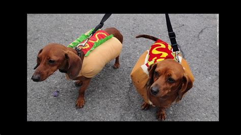 Wiener Dog In A Hot Dog Bun
