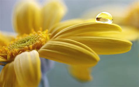 Nature Flowers Water Drops Macro Yellow Yellow Flowers Depth Of