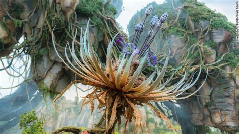 Believe it or not, we finally made it over to avatar, this past saturday, for the first time ever. Disney's 'World of Pandora' Avatar park opens with ...