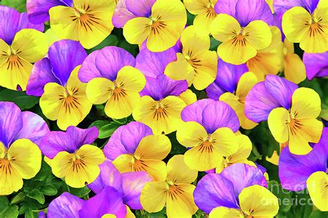 Viola Flower Art In Yellow And Purple Photograph By Regina Geoghan