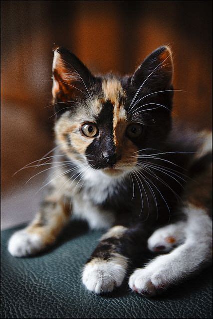 This Tortoise Calico Kitten Looks Exactly Like One With