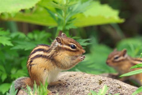 What Do Chipmunks Eat Youll Be Surprised To Know