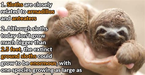 Sloth Facts Printable