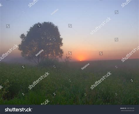 Sunrise Over Foggy Field Beautiful Landscape With Tree In Field Sun