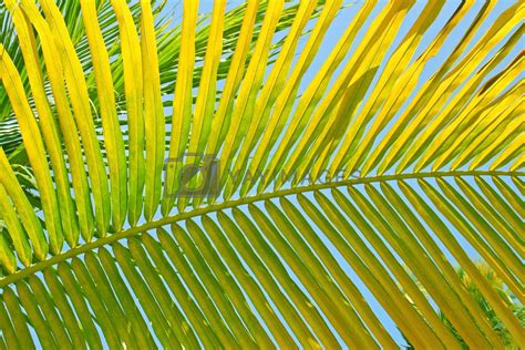 Green Palm Leaf Background Royalty Free Stock Image Stock Photos