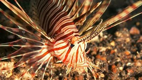 Top 9 Interesting Facts About Lionfish That You Didnt Know About