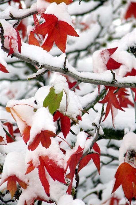 Fall Leaves In The Snow Winter And Christmas Pinterest