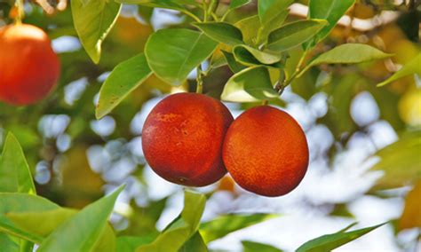 Exotic Fruit Trees Moroccan Blood Oranges Oversize