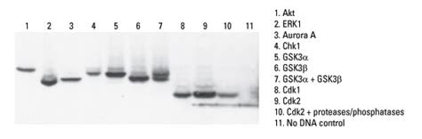 Overview Of Thermo Scientific 1 Step Ivt Systems Thermo Fisher