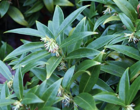 Sarcococca Hookeriana Var Humilis ‘sarsid1 Kiefer Nursery Trees