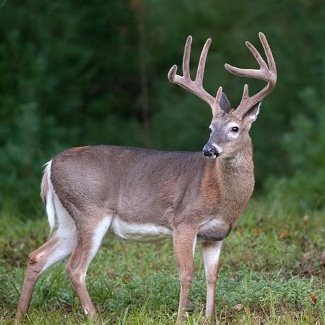 Whitetail Deer Whrn