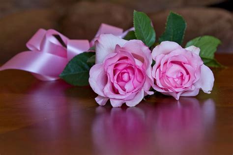 Pink Roses Two Ribbon Flower Bonito Roses Tender Pink Hd