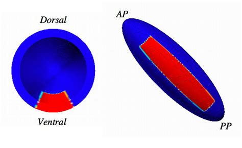 9 In Red The Active Deformation Region For The Ventral Furrow