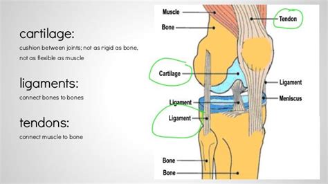 Image Result For Tendon Cartilage Ligament Physiology Educational