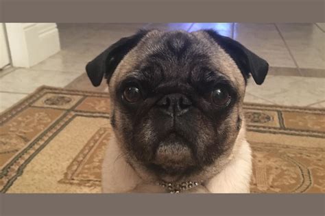 This Courageous Little Pug Just Beat Cancer