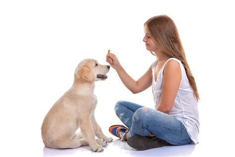 Is Your Dog Well-Trained Or Well-Behaved? - All Things Pups