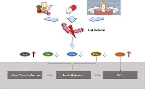 Frontiers Gut Microbiota In Adipose Tissue Dysfunction Induced