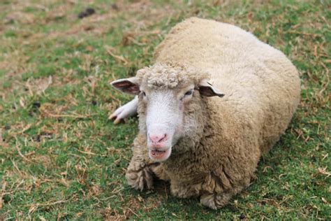 Footrot In Sheep Causes Symptoms Prevention And Treatment