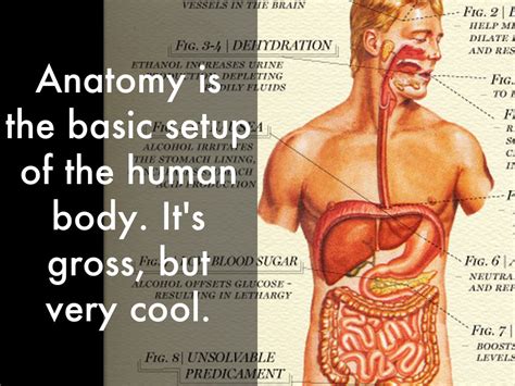 Anatomy By Ralphclementsiv