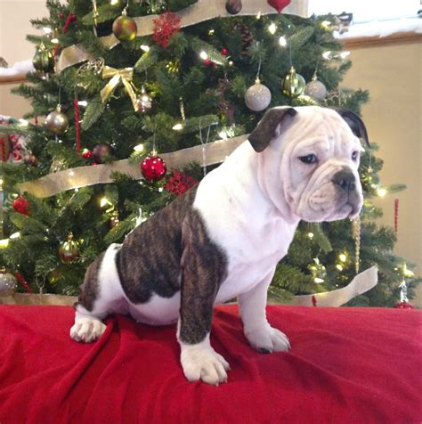 Welcome to the old red english bulldog kennel inc! Olde English Bulldogge Puppies For Sale | Willmar, MN #250289