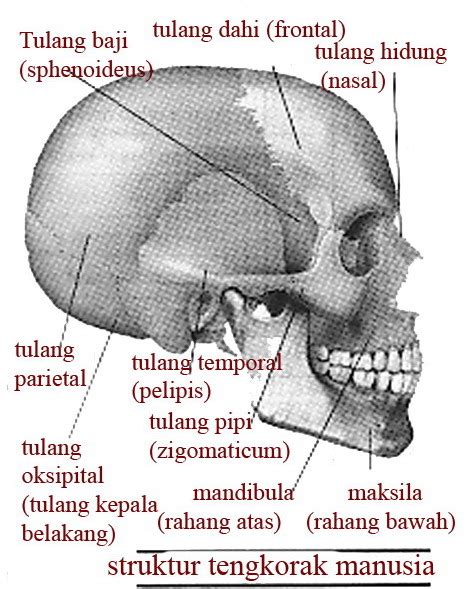 Aponema Blogs Gambar Anatomi Kepala