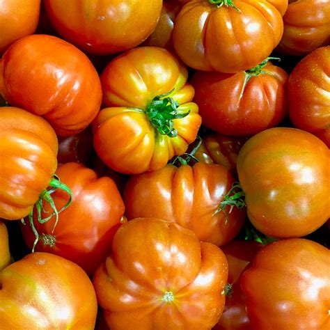 Tomato Beefbeefsteak Variety Full Size And Full Flavour