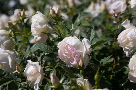 White Rose Flowers Stock Image Image Of Gardening Blooming 92535025