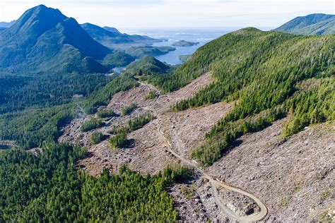 Covert Logging Of Old Growth On Northern Vancouver Island Must Be