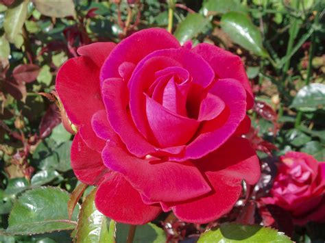 Free Images Flower Petal Red Rose Floribunda Flowering Plant
