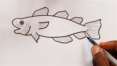 Learn How To Draw An Atlantic Cod Fish Step By Step Youtube