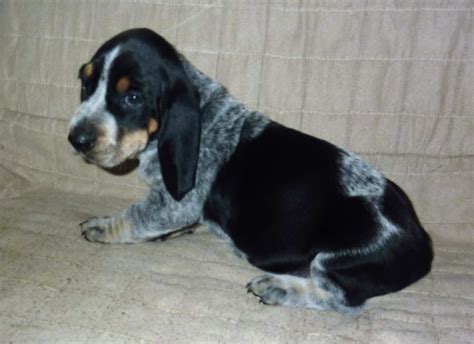 List Of Popular Bluetick Coonhound Mixes With Pictures