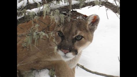 The Eastern Puma Has Been Officially Declared Extinct Youtube