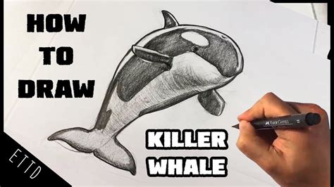 How To Draw A Killer Whale Orca Whale Youtube