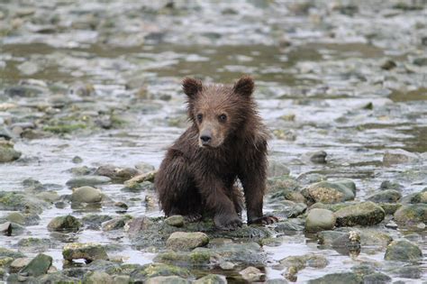 Baby Bear Alaska Bear Baby Bear Brown Bear