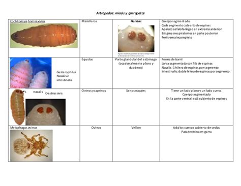 Artrópodos Parasitologia Veterinaria