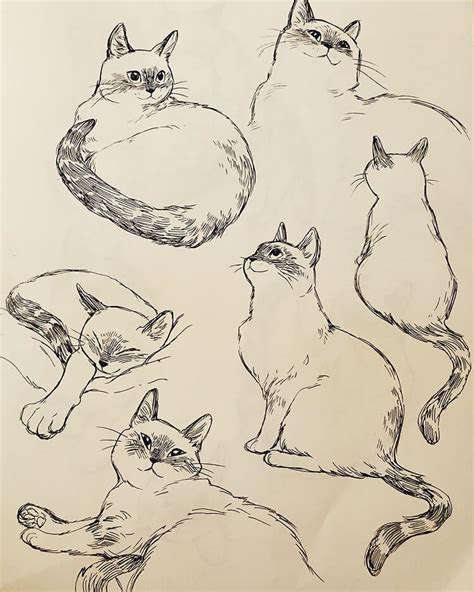 25 Easy Cat Drawing Ideas And Tutorials For Everyone Beautiful Dawn