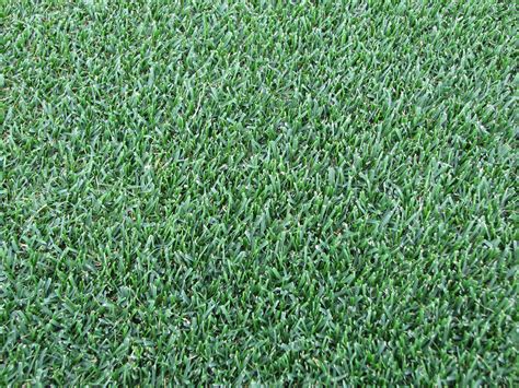Types Of Grass For Shaded Areas Choosing The Right Grass For Shade