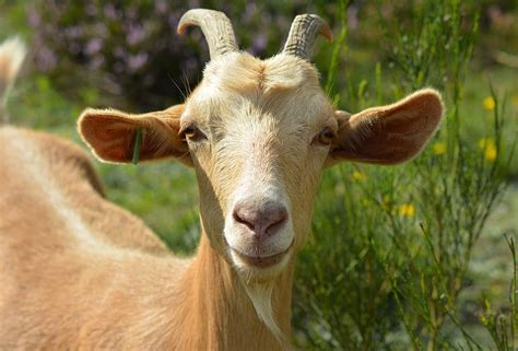 Closeup Brown Ram Plants Goat Billy Goat Bock Goat Portrait