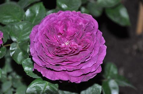 Rosa Damascena La Flor Que Te Ayuda Contra El Estrés Jardineria On