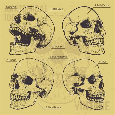 Anatomical Skulls Vector Set Stock Vector Illustration Of Drawing