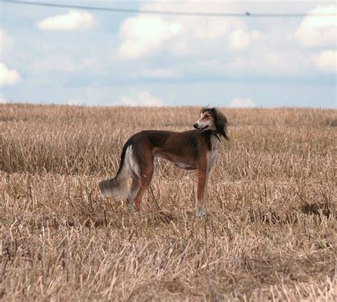 Working Salukis Lurchers And Running Dogs The Hunting Life