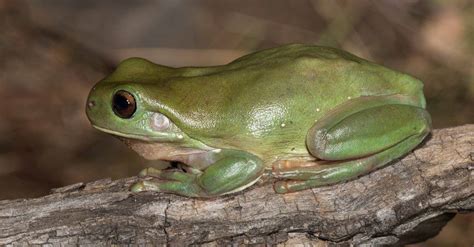 Green Tree Frog Animal Facts Wiki Point
