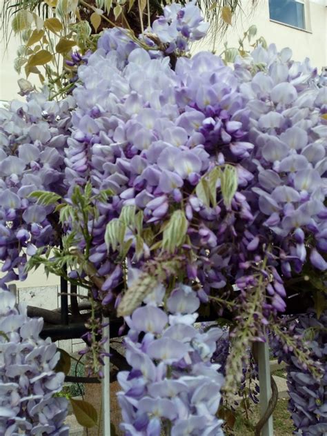 Albero con fiori viola a grappolo per quanto riguarda fioriture in citta'. Informazione: Fiore A Grappolo Dal Caratteristico Colore Lilla