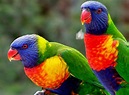 The Most Beautiful Exotic Birds In The world | Mathias Sauer