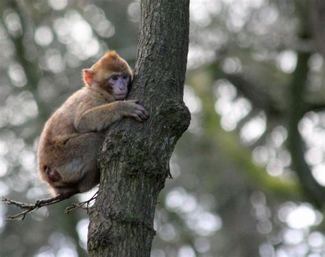 Brown Monkey On Green Tree Trunk · Free Stock Photo