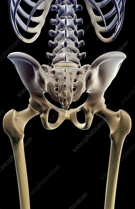 The Bones Of The Pelvis Stock Image F0019363 Science Photo Library