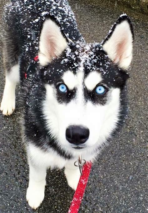 Pinterest Catherinesullivan2017 Husky Puppy Cute Animals Cute Dogs