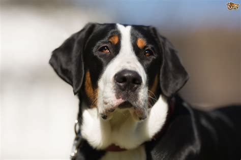Greater Swiss Mountain Dog Dog Breed Facts Highlights